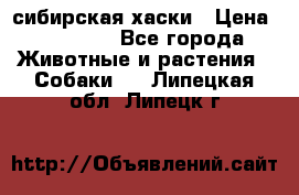 l: сибирская хаски › Цена ­ 10 000 - Все города Животные и растения » Собаки   . Липецкая обл.,Липецк г.